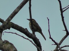 Myiodynastes maculatus