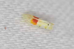 Eratoneura osborni