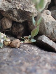 Stellaria longipes