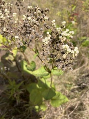 Parthenium integrifolium