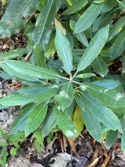 Rhododendron maximum
