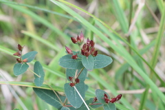Hypericum virginicum