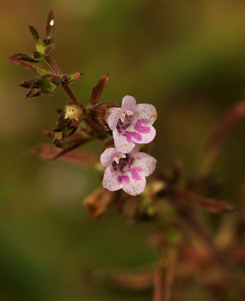 Nesogenes madagascariensis