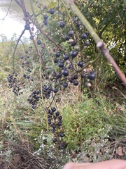 Vitis vulpina