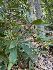 Rhododendron maximum