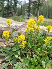 Solidago multiradiata