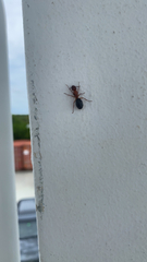 Camponotus floridanus