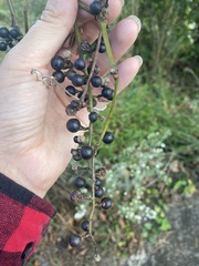 Vitis vulpina