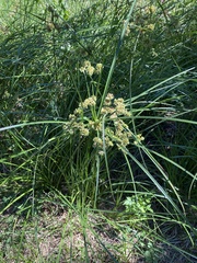 Cyperus entrerianus