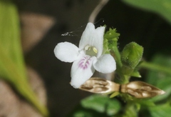 Asystasia intrusa