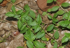 Alternanthera axillaris