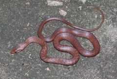 Cubophis cantherigerus