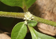 Alternanthera axillaris