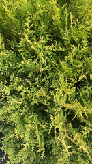 Platycladus orientalis