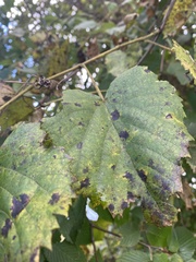 Vitis vulpina