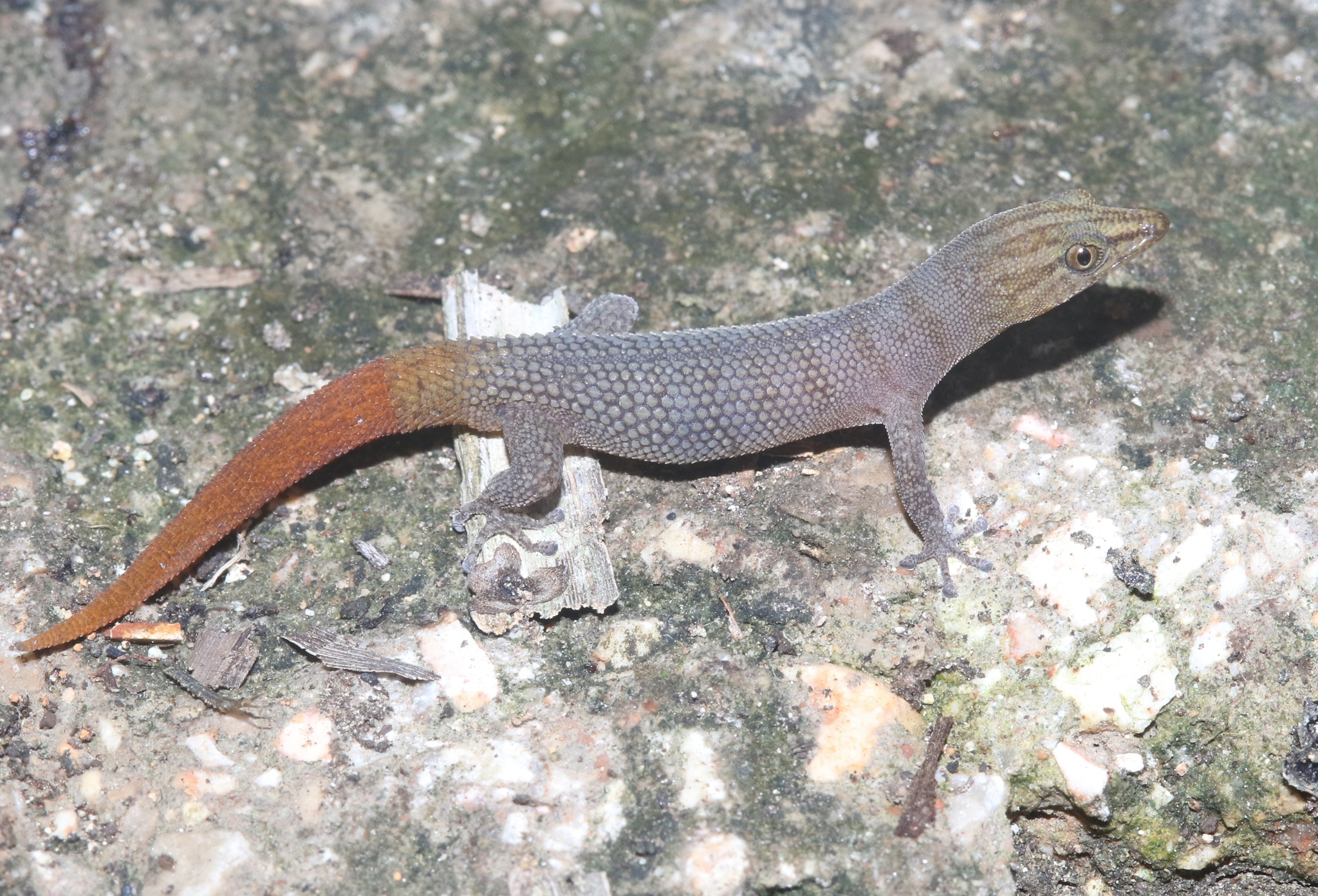 Sphaerodactylus richardi Hedges & Garrido, 1993