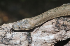 Tropidophis melanurus