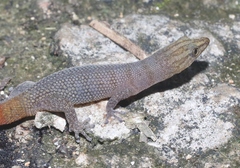 Sphaerodactylus richardi