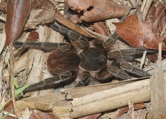 Phormictopus cubensis