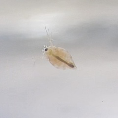 Simocephalus