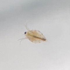 Simocephalus