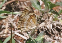 Anthanassa frisia