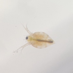 Simocephalus