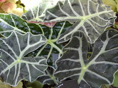 Alocasia amazonica
