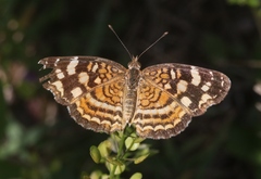 Anthanassa frisia