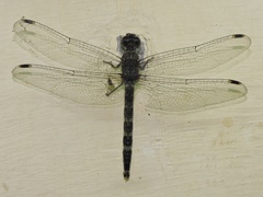 Bradinopyga geminata