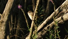 Luscinia megarhynchos