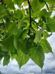 Catalpa