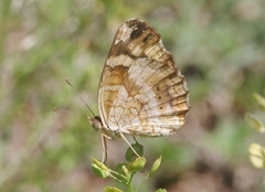 Anthanassa frisia