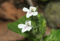 Asystasia intrusa