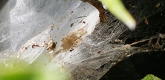 Araneus pegnia