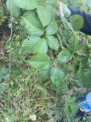Rubus pensilvanicus