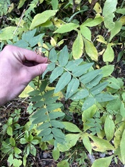 Hedysarum sulphurescens