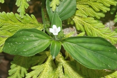 Asystasia intrusa