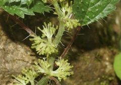 Laportea cuneata