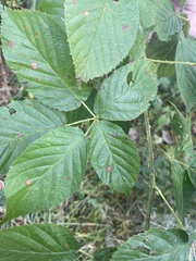 Rubus pensilvanicus