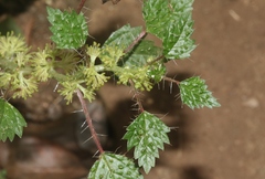 Laportea cuneata