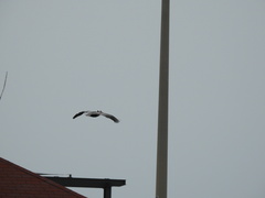 Pelecanus occidentalis