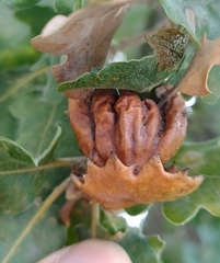 Andricus dentimitratus