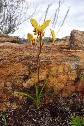 Image of Diuris hazeliae by (c) Thibaud Aronson, some rights reserved (CC BY-SA)