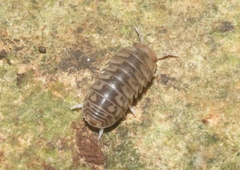 Armadillidae