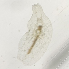 Rhabditophora
