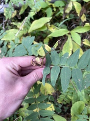 Hedysarum sulphurescens