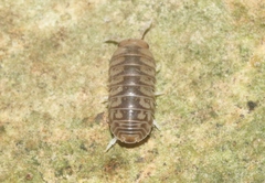 Armadillidae