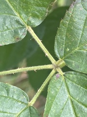 Rubus pensilvanicus
