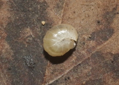 Bisilvestriidae